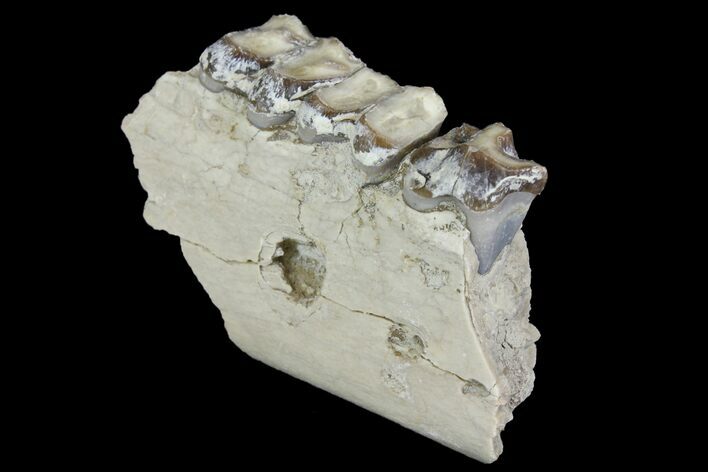 Oreodont (Merycoidodon) Jaw Section - South Dakota #136049